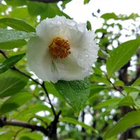 ナツツバキ(沙羅の木),シンボルツリー,6月の庭,ウクライナに平和を,庭の画像