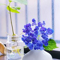 アボカド 水栽培,紫陽花 おたふく,紫陽花 アジサイ あじさい,梅雨を楽しむ,キュンキュン乙女倶楽部の画像