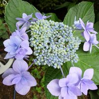 シソ,パセリ,ガクアジサイ,ミツバ,アジサイ隅田の花火の画像