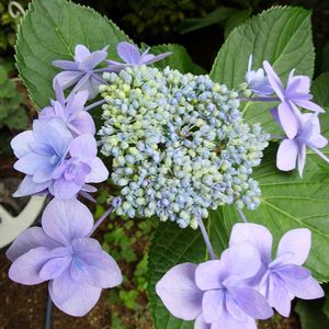 シソ,パセリ,ガクアジサイ,ミツバ,アジサイ隅田の花火の画像