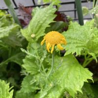 春菊,大葉(青紫蘇)の花,かわいい♡,美味しそう♪,雨の日♪の画像