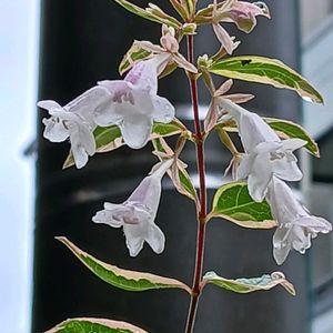 花のある暮らし,玄関前,郵便受け,私の癒やしの画像