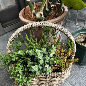 寄せ植え,ガーデニング,カラーリーフ,ベランダの画像