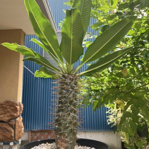 パキポディウム,パキポディウム・ラメリー,多肉植物,塊根植物,花のある暮らしの画像