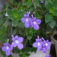 ストレプトカーパス,ラナンキュラス,癒し,花のある暮らし,綺麗の画像