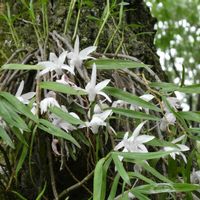 セッコク,野生ラン,筑波実験植物園の画像