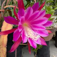 クジャクサボテン,バラ ホワイトクリスマス,嬉しい❤️,白薔薇❤️,大好き♥️の画像
