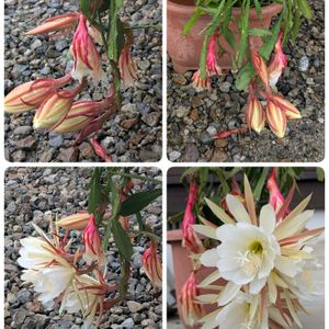 月下美人　げっかびじん,月下美人　げっかびじん,花壇,月下美人。,ガーデンネックレス横浜2026コンテストの画像