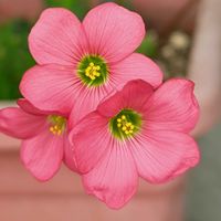 多肉植物,ベランダガーデン,癒し,真っ赤な火曜日の画像