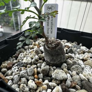 オペルクリカリア・パキプス,多肉植物,塊根植物,パキプス,コーデックスの画像