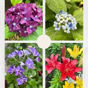 フロックス,紫陽花,スカシユリ,常山アジサイ 碧の瞳,小さな庭の画像