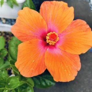 楽しみ〜,かわいい♡,太陽の光を浴びて,ありがとう♪,元気に育ちますようにの画像