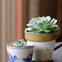 多肉植物,ベランダガーデニング,多肉植物のある暮らし,お気に入りの鉢,癒し…♡の画像