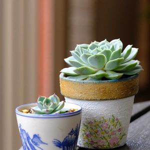 多肉植物,ベランダガーデニング,多肉植物のある暮らし,お気に入りの鉢,癒し…♡の画像