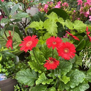 カラスウリ,がーべラ,裏庭,植木鉢,今年初めての花の画像