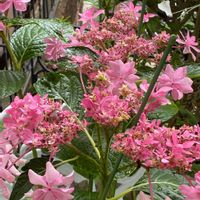 咲いた！,シェードガーデン,紫陽花 アジサイ あじさい,花のある暮らし,お花は癒しの画像