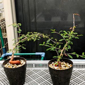 オペルクリカリア デカリー,多肉植物,塊根植物,可愛い,成長記録の画像
