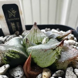 ハオルチア,裏般若,多肉植物,ハオルチア属,軟葉系ハオルチアの画像