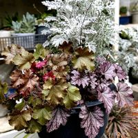 シロタエギク,ヒューケラ,海王丸,シロタエギクのお花の画像