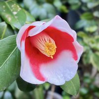 ツバキ,侘助,つばき,つばき,椿(ツバキ)の画像