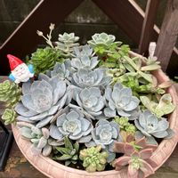 エケベリア,サブセシリス,多肉植物,ナチュラルガーデン,多肉植物のある暮らしの画像