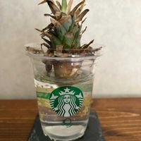 パイナップル,水耕栽培,グリーンのある暮らし,リビング・ダイニングの画像