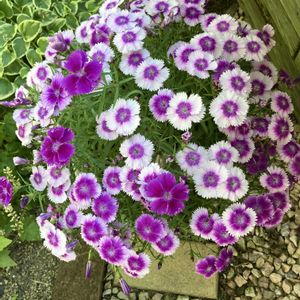 ダイアンサス,ナデシコ,手作りの庭,多年草,花のある暮らしの画像