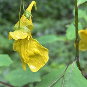 花のある暮らし,おうち園芸,小さな庭の画像