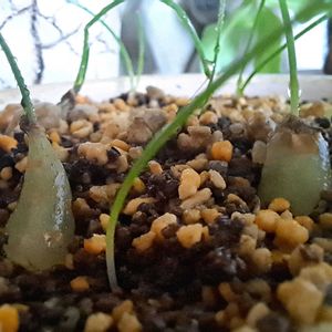 シゾバシス イントリカータ,成長記録,実生記録,植中毒,植物好きの画像