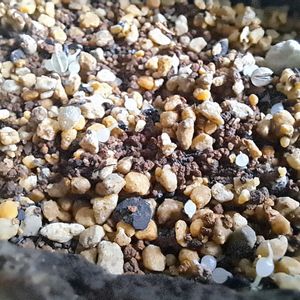 シゾバシス イントリカータ,成長記録,実生記録,植中毒,植物好きの画像