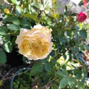 バラカストーゴンバール,花のある暮らし,キュンキュン乙女倶楽部,キュンキュン乙女倶楽部NO208,バラと夢CLUBの画像