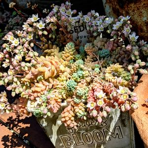 セダム属 マジョール,可愛い,癒し,多肉植物のある暮らし,マジョールの画像