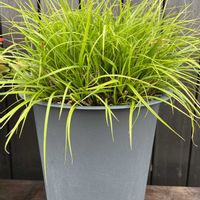 カレックス,オタフクナンテンの画像