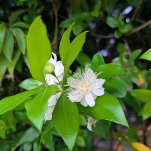 ギンバイカ,まだまだ初心者,花のある暮らし,緑のある暮らし,世界中に幸せをの画像
