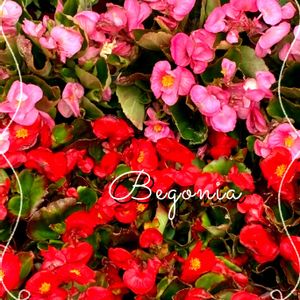 赤い花,花が好き,やっぱり花が好き♡,癒しのひと時,真っ赤な花の画像