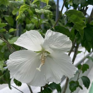 花のある暮らし,ムクゲの花,癒される♡,日日是好日,ベランダの画像