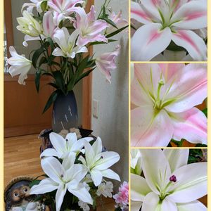 ユリ,オリエンタルリリー,花のある暮らし,植物好き,自然の不思議の画像