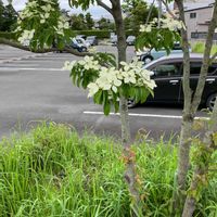 アオダモの画像