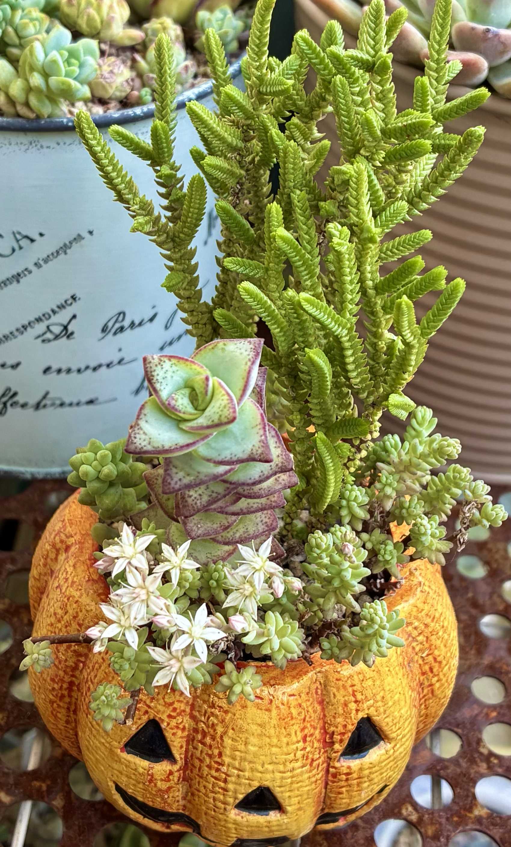 多肉植物の寄せ植えの投稿画像一覧｜🍀GreenSnap（グリーンスナップ）