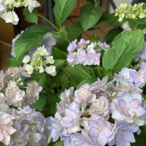 紫陽花 アジサイ あじさい,花のある暮らし,iPhone撮影,癒されます♥,紫陽花 KE IKOの画像