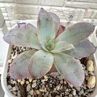 カンテ,多肉植物,多肉棚,カンテ様の画像