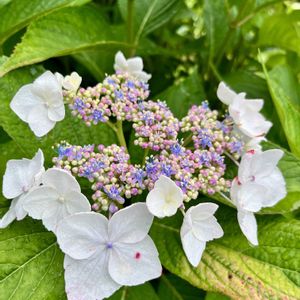 実家の庭,花のある暮らし,バラ好き,花いろいろ,植物中毒の画像