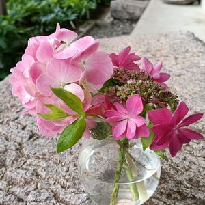 アジサイ,アジサイ,花のある暮らし,幸せな時間,四季を感じるの画像