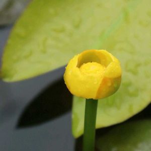 コウホネ,ベニコウホネ,ベニコウホネ,ビオトープ,水生植物の画像