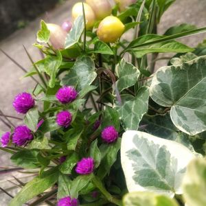 寄せ植え,花のある暮らし,お花の寄せ植え,植物のある暮らし,植欲が止まらないの画像