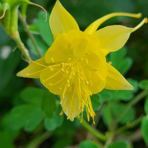 姫沙羅の花,キンポウゲ科オダマキ属,ツバキ科ナツツバキ属,麻糸を巻きつけた管,キバナオダマキ(黄花苧環)の画像