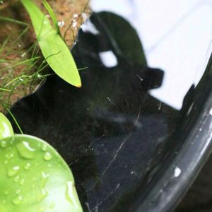 ホテイアオイ,ナガバオモダカ,ビオトープ,水生植物,メダカの画像