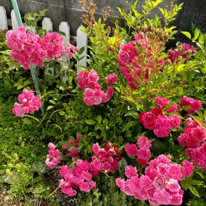 花壇,ガーデニング,バラ・ミニバラ,ばら バラ 薔薇,おうち園芸の画像
