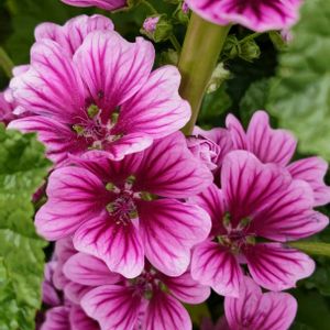 ゼニアオイ,ウスベニアオイ,花散歩,花のある暮らし,植中毒の画像