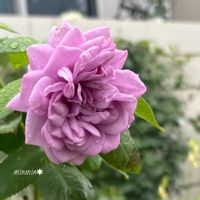 クレマチス ロウグチ,オーブ,カインダーブルー,ガーデニング,花のある暮らしの画像